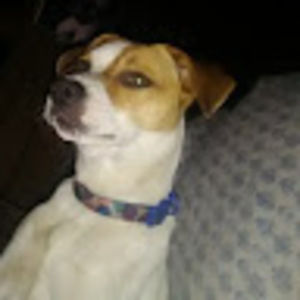 Meet your Posher, Korra